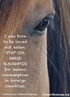 SHARE to STOP Horse Slaughter n the USA! 