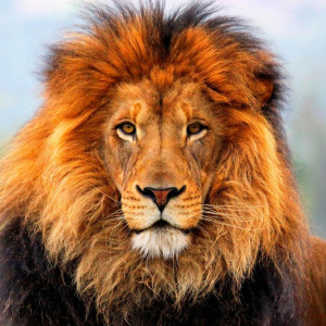 caractéristique du lion le lion est le plus grand carnivore d afrique ...