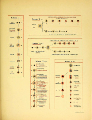 bone marrow differentiation chart showing how bone marrow ...