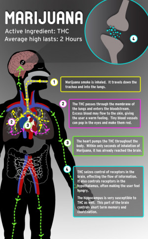 Infographic: How Marijuana Works