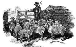 Are You a Sheep or Sheepdog? Part I