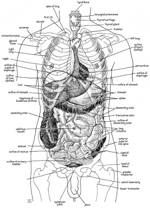 Human Anatomy Organs