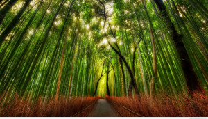 ... Japanese garden the bamboo forest is one of the favorite destinations