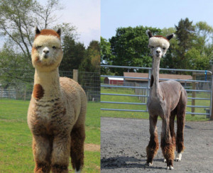 lammal - Before and After