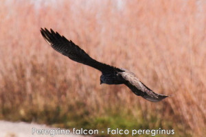 Peregrine Falcon Can Dive