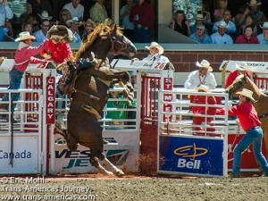 Saddle Bronc - Calgary Stampede Rodeo 100th anniversary