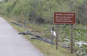 Funny Florida - the-state-of-florida Photo
