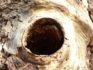 Nest hole in tree trunk, sized