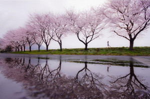 Rain of spring Photography by Kouji Tomihisa