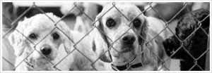 Quotes About Homeless Pets