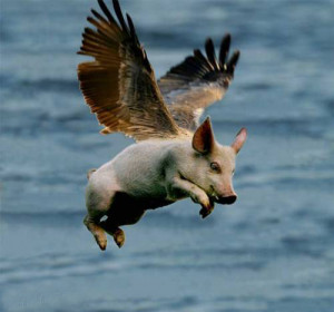 rare glimpse of a young, flying pig. When flying pigs become ...