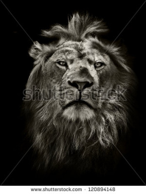 graphic black and white lion portrait on black