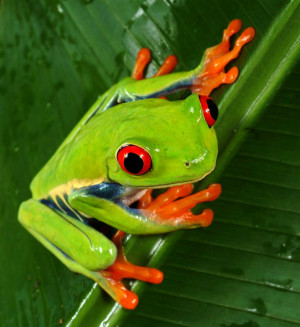 green and orange rainforest frog