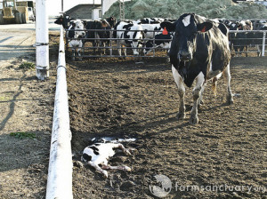 The factory farming of dairy cows