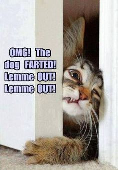 Dog farts are bad. Lol More