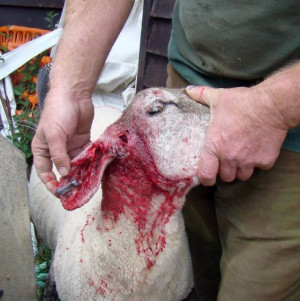 The injuries sustained by the sheep miraculously did not puncture any ...