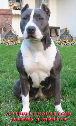 american pit bull terrier Images and Graphics