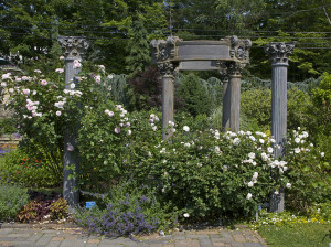 Roses forum : Matterhorn Nursery's David Austin rose garden