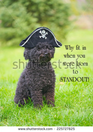 quote on individuality by Dr. Suess with an adorable poodle ...