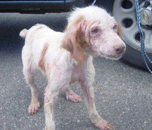 Photo Brittany Spaniel Dog...