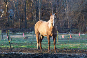 Chocolate Palomino Color Horse