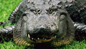 Florida nickname: The Alligator State - picture of alligator