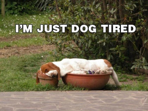 dog-tired-funny-basset-hound