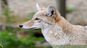 Animals Cute Coyote Puppy...