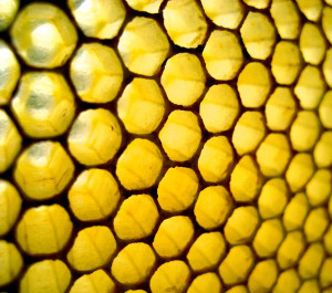 The comb of the hive bee is absolutely perfect. – Charles Darwin