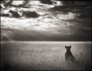 Nick-Brandt-LIONESS LOOKING-OVER-PLAINS--MAASAI-MARA