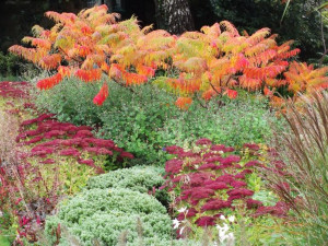 Autumn Joy in Somerset, UK: Gardens Ideas, Gardens Lore, Sedum Autumn ...