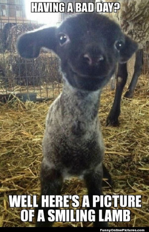 Top 25 Best Funny Animal Quotes