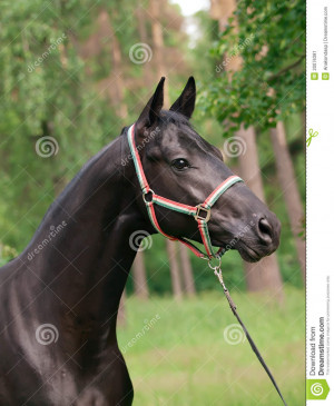 Portrait The Black Stallion