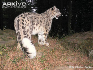 ... snow leopard funny 1 snow leopard funny 2 snow leopard funny 3 snow