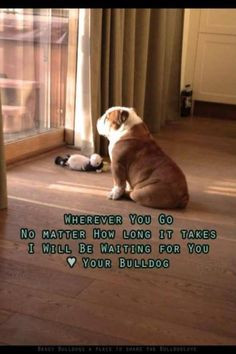 American Bulldog Quotes