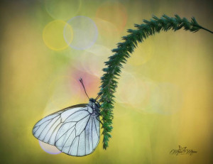 Photo microcosm by mauro maione on 500px