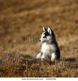 stock-photo-young-husky-sitting-in-the-grass-44082280.jpg