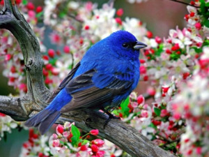 Tiere > Vögel >blauer vogel