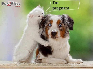 am pregnant funny joke of cat and dog which is very hilarious and ...