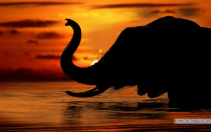 African Elephants HD Desktop Wallpaper