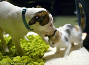 Cat-dog: Noland grew up alongside three of Lurlene's kittens and was ...