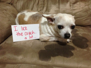 funny dog shaming photos - naughty dogs (13)