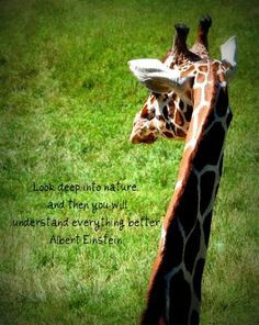 Giraffe Quotes