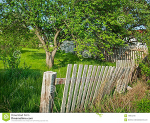 Beautiful Tree Broken Fence