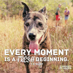 Every moment is a fresh beginning.” ~T.S. Eliot | Tweet this