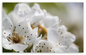 White Spring Flowers, Macro HD wallpaper for Standard 4:3 5:4 ...