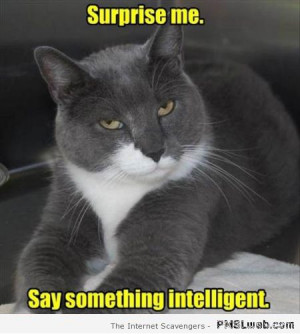 Funny Sarcastic Cat Quotes