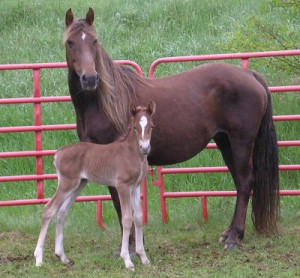 Morgan Horses