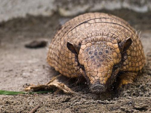 Armadillo Pictures, Images