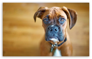 Sad Boxer Dog HD wallpaper for Standard 4:3 5:4 Fullscreen UXGA XGA ...